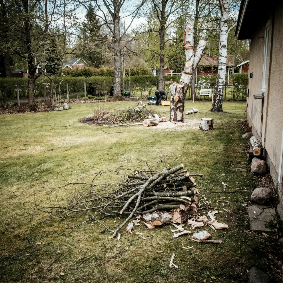 tradfallning sektionsfallning arboristtjanster vallingby hasselby stockholm
